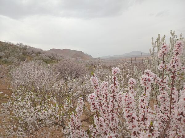 شکوفه‌ درختان، آمدن بهار را مژده می‌‌دهند