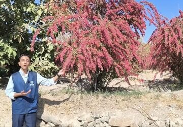 آغاز برداشت زرشک از باغات روستاهای درمیان