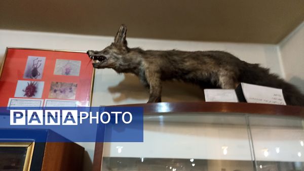 بازدید خبرنگاران پانا از موسسه گیاه شناسی کشور 