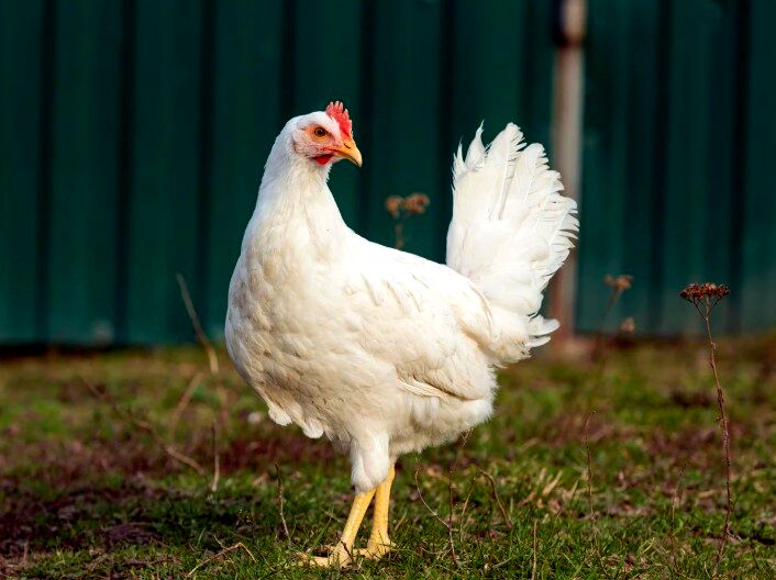 واردات گوشت مرغ از برزیل ممنوع شد
