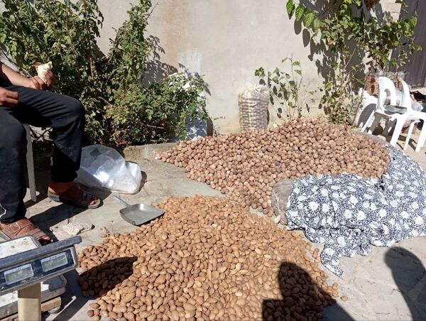 جشن بزرگ بادام در تفرش