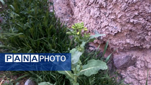 منظره زیبای بهاری در سربیشه