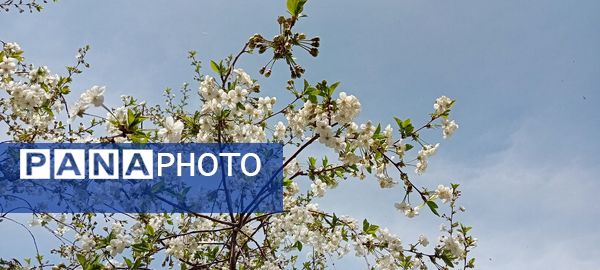 شکوفه‌های بهاری در شهرستان سملقان