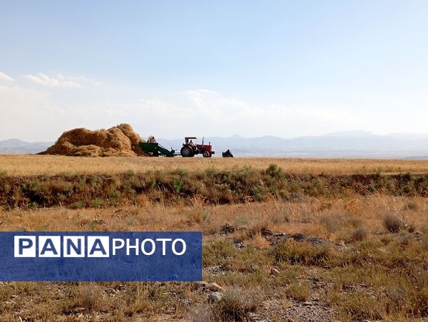 برداشت گندم در روستای گزکوه
