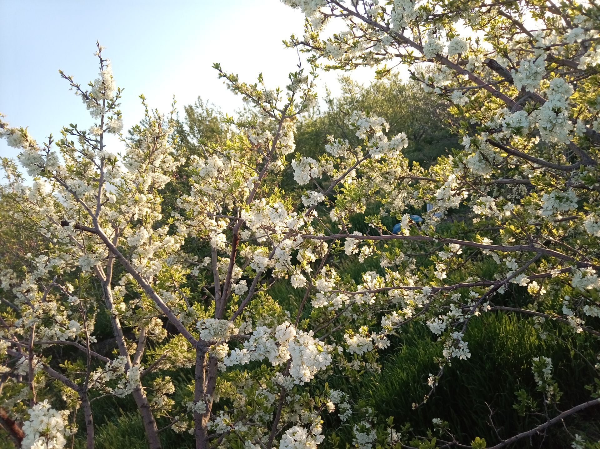 رویش شکوفه ها در روستای فرخ آباد