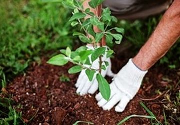 کاشت ۲۵ هزار اصله درخت در بوستان چیتگر به مناسبت نیمه شعبان