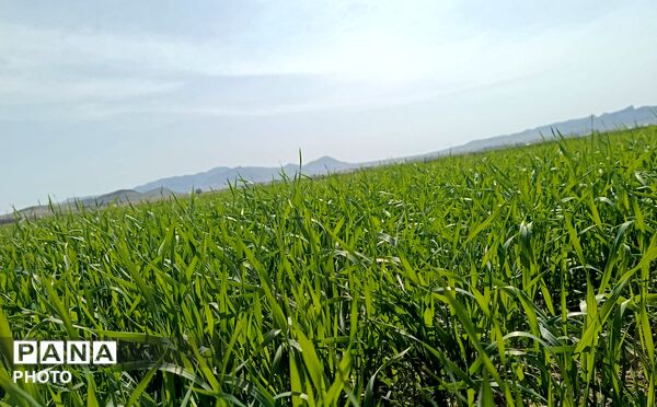 زمین سبز،زندگی سبز