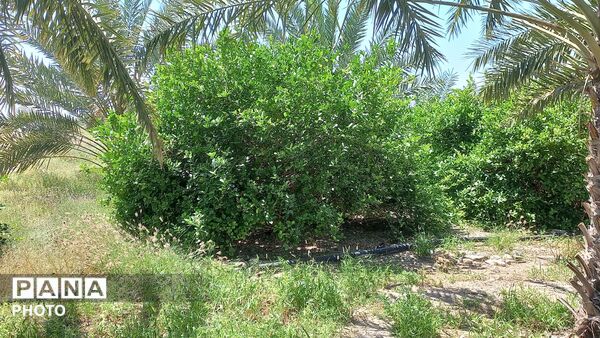 طبیعت هرگز تکراری و خسته‌کننده نمی‌شود