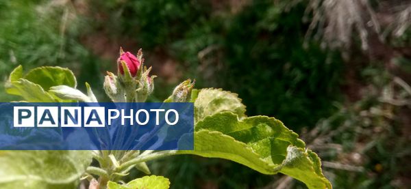 طبیعت بی نظیر روستا سربالا بهترین گزینه برای طبیعتگردی در فصل بهار
