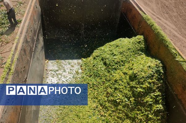 جمع آوری ذرت علوفه ای در روستاهای شهرستان فاروج 