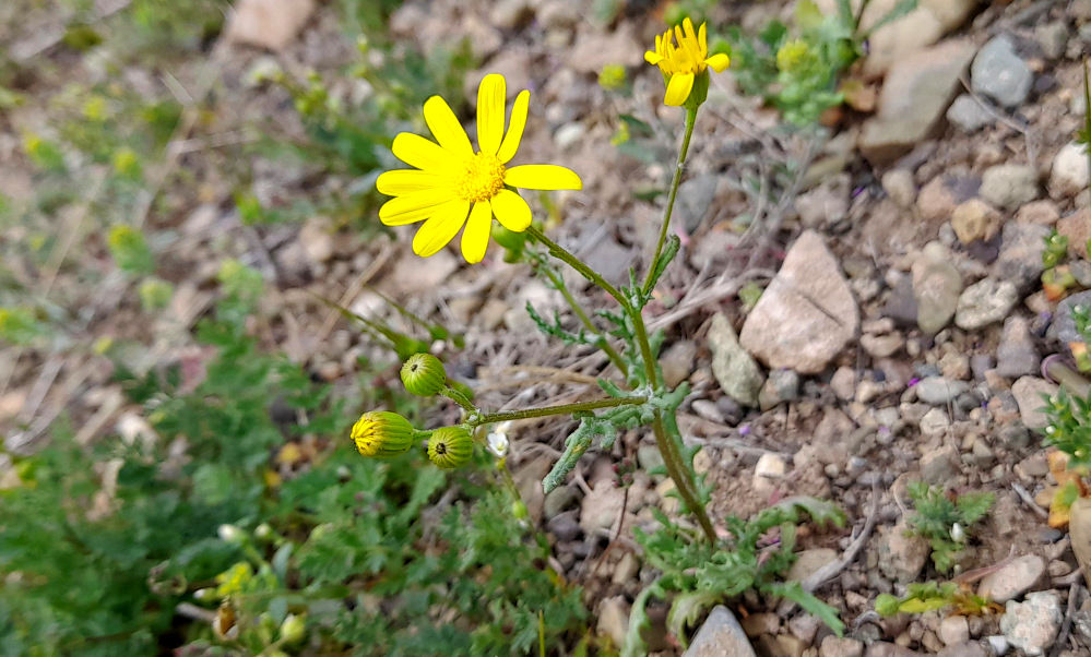 جلوه هایی از مناظر بهاری روستای «اسفید» شهر سلفچگان قم در روز طبیعت