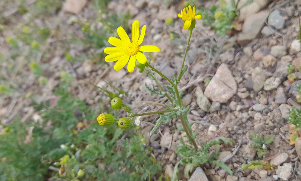 جلوه هایی از مناظر بهاری روستای «اسفید» شهر سلفچگان قم در روز طبیعت