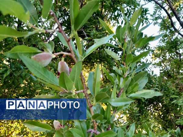 طبیعت شهر سودجان در بهار