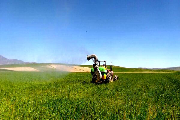 شیوع بیماری زنگ زرد در مزارع گندم و جو در روستاهای دهستان سنگر شهرستان فاروج