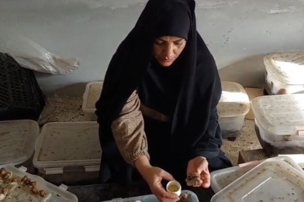 پرورش حلزون و تولید خاویار آرایشی با آموزش مهارت‌های فنی و حرفه‌ای انجام می‌شود