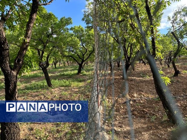 طبیعت هم با آمدن بهار زیبا شد 