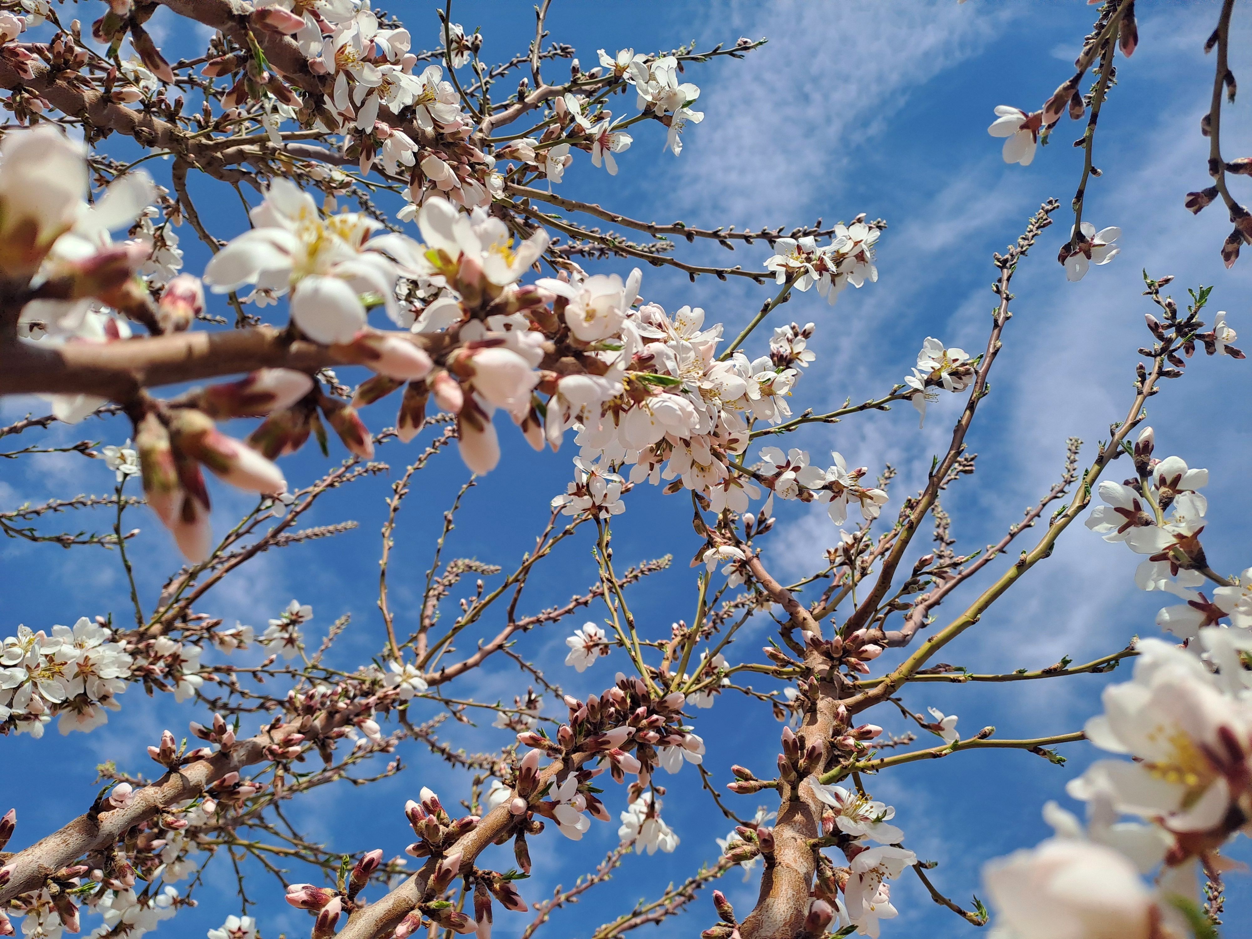 «بهار در وردنجان؛ شکوفه‌هایی که نفس طبیعت را تازه می‌کنند!»