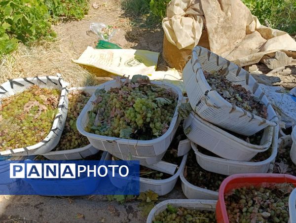 خسارت چند میلیارد تومانی چاه‌های موتور به باغات انگور