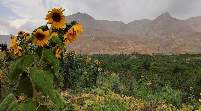 بارش غیر منتظره باران تابستانی در شهربار نیشابور