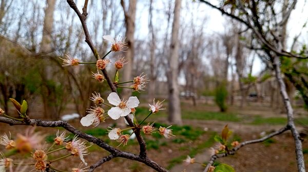 آوای گوش‌نواز بهار در طبیعت شهرستان‌بن