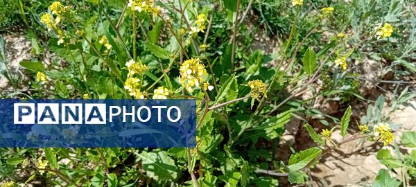 شکوفه‌های بهاری در شهرستان سملقان