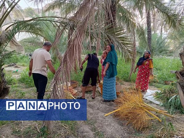 برداشت خرما در شهر رویدر 