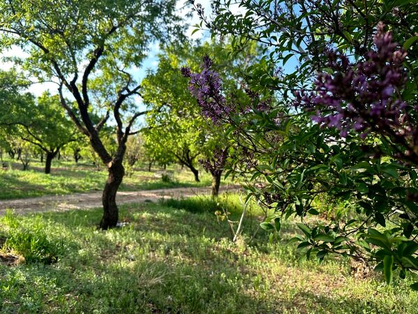 طبیعت هم با آمدن بهار زیبا شد 
