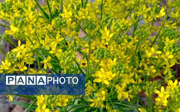 فصل بهار، فرصتی برای سر زندگی روح