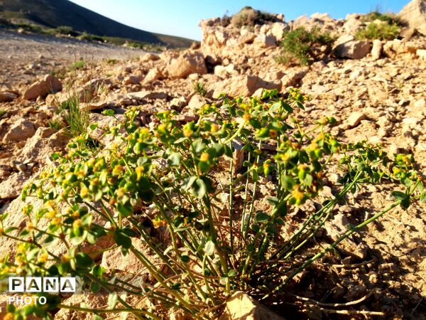 منظره ی دیدنی طبیعت کوه های شهر بار 