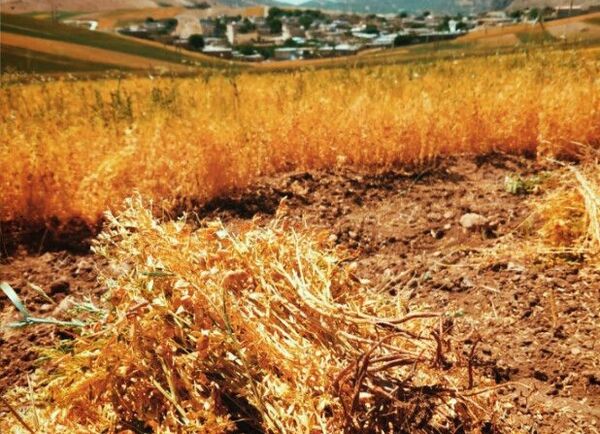جاذبه‌های گردشگری روستای دوازده‌ امام 
