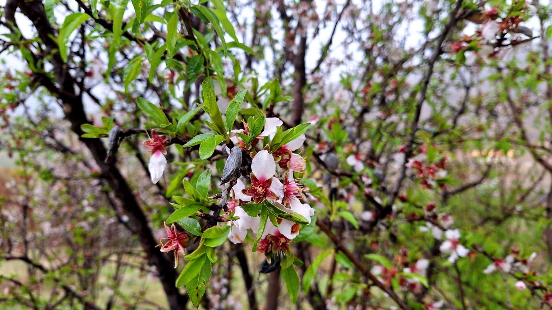 شکوفایی امید 