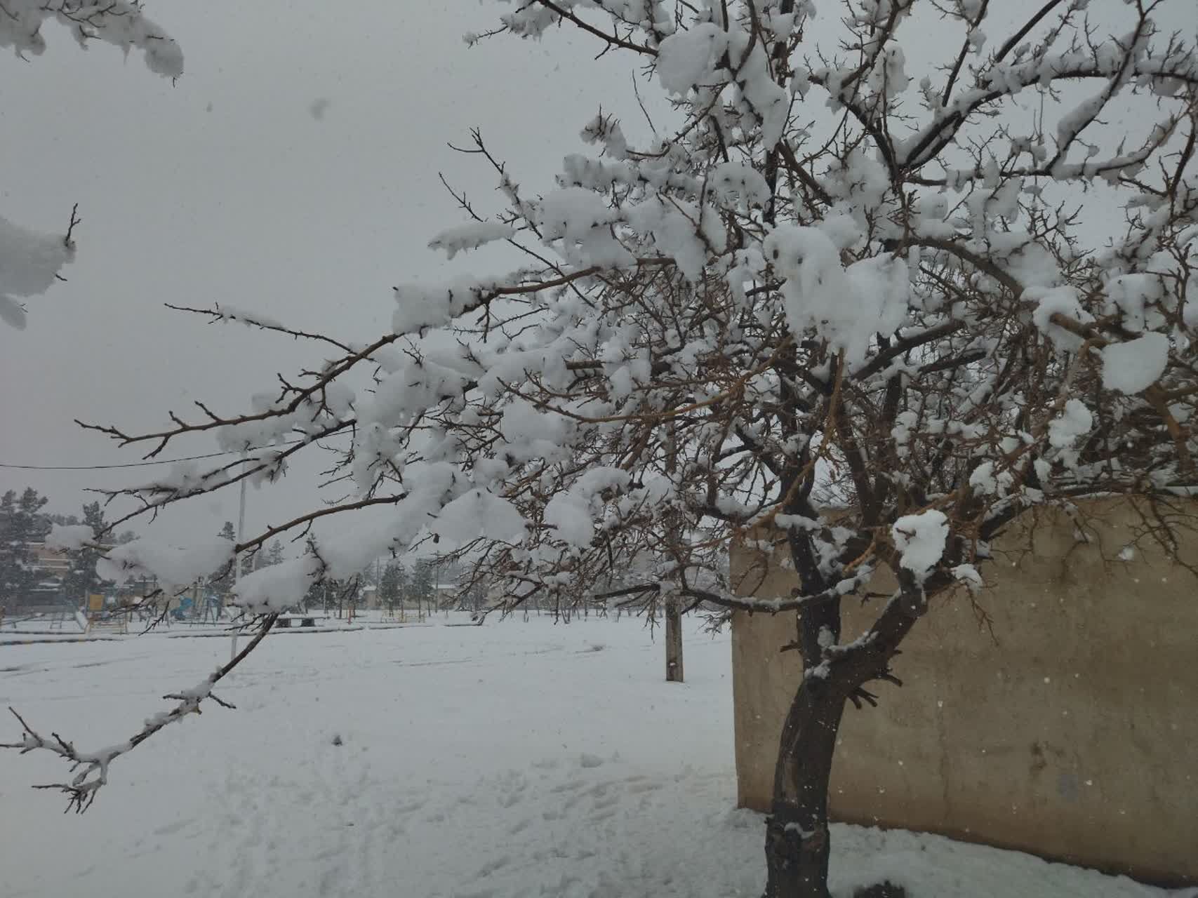 بارش برف در شهرستان تربت جام