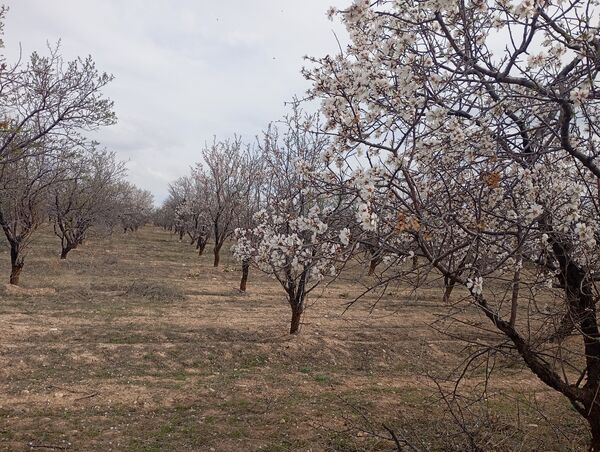  شکوفه های بهاری در روستای گزکوه