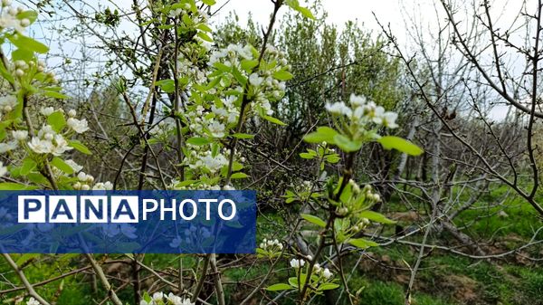 رویداد آیین باستانی سیزده بدر نیشابور در روز طبیعت از  قاب خبرنگاران پانا