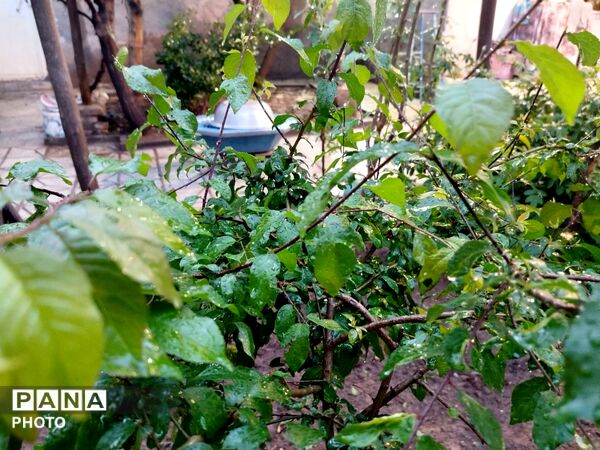 بارش رحمت الهی همراه با تگرگ در شهرستان نیشابور 