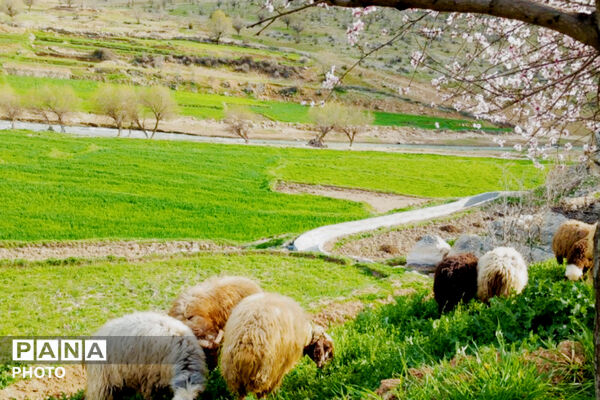  بهاریِ رنگارنگ در پل‌بریده
