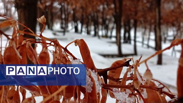 گرداب بن زیر چتر سپید برف