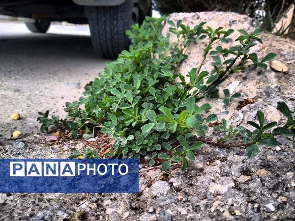 فصل بهار؛ آغاز پادشاهی سبزه و گل‌ها بر شهرستان بروجن