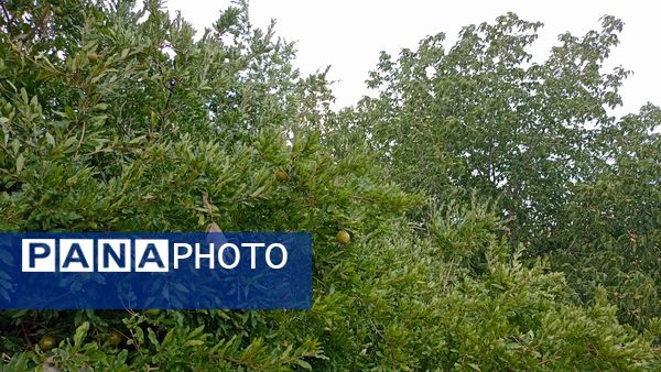 اولین بارش تابستانه در روستای کینک