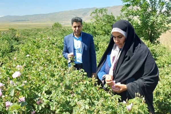مزرعه گل محمدی بانوی همدانی الگویی ارزشمند از تلاش بانوان در رونق اقتصاد روستا است
