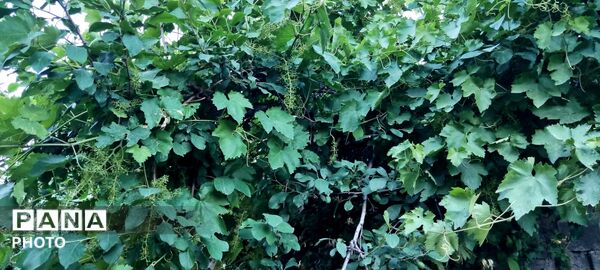  زیبایی های طبیعت باغ های روستای صومعه 