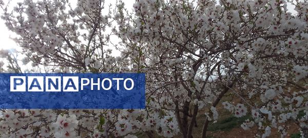 شکوفه‌ها در فصل بهار