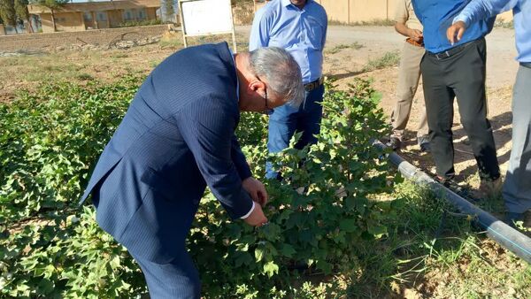 سفر معاون وزیر جهاد کشاورزی به کاشمر