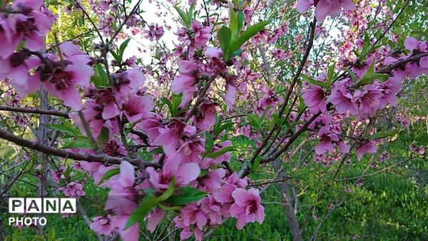 رویش شکوفه ها در روستای کابلی 