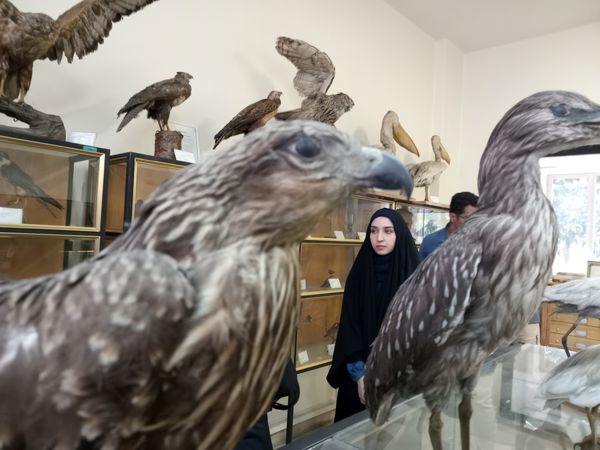 کنجکاوی پانایی ها در کشف اسرار کشاورزی و دامپروری 