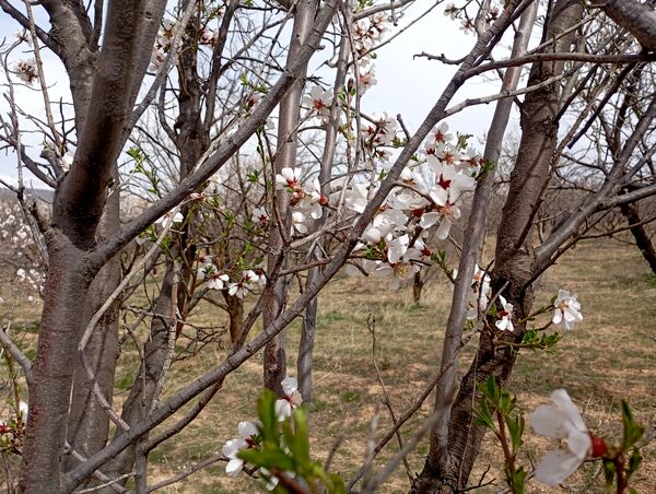  شکوفه های بهاری در روستای گزکوه
