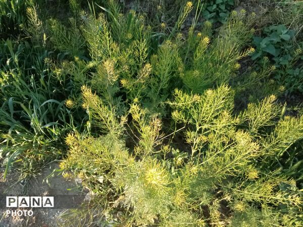 رویش شکوفه ها در روستای فرخ آباد