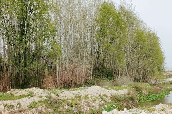 بهار، آغاز دوباره‌ی زندگی طبیعت 