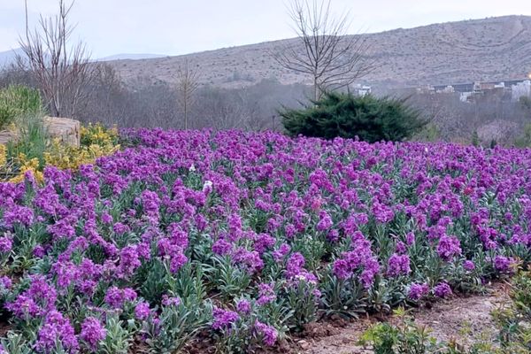 باغ گل ها در شهر گل ها شیراز