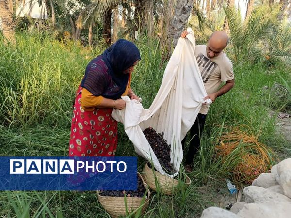 برداشت خرما در شهر رویدر 